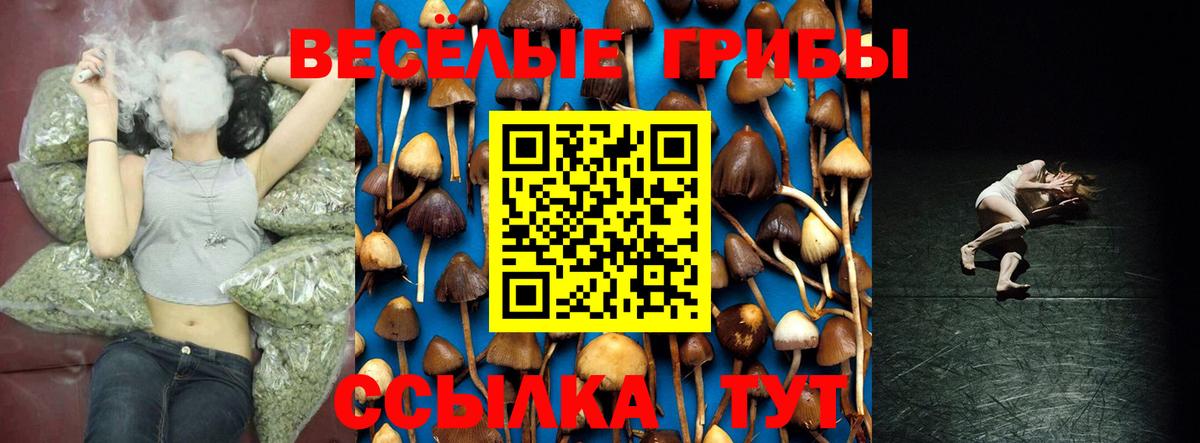 Псилоцибиновые грибы прущие грибы Кольчугино